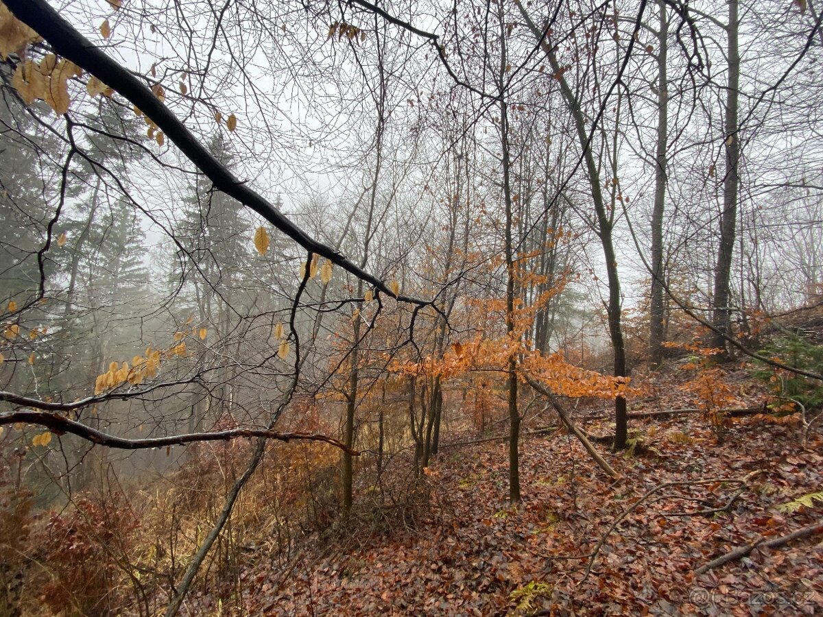 Lesní pozemek Jedlí - 8