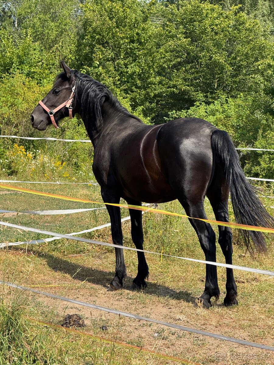 Mladá černá klisna - 8