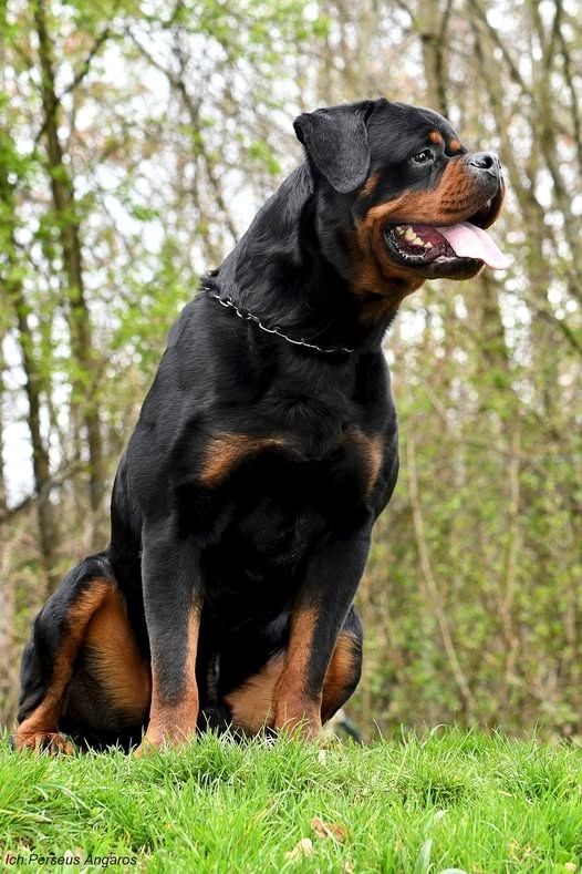 rotvajler - štěňata - 8