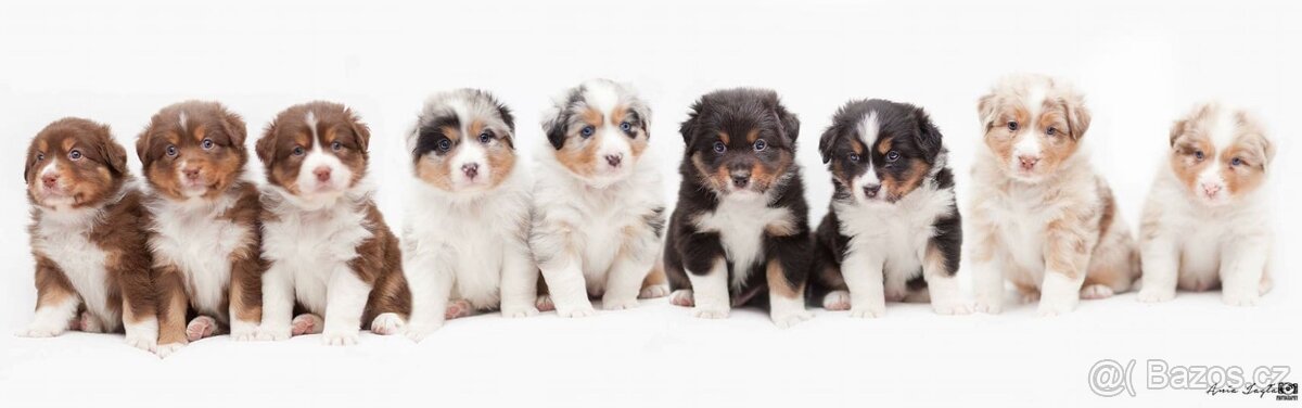 Krytí - Auo, Australský ovčák s PP - 8