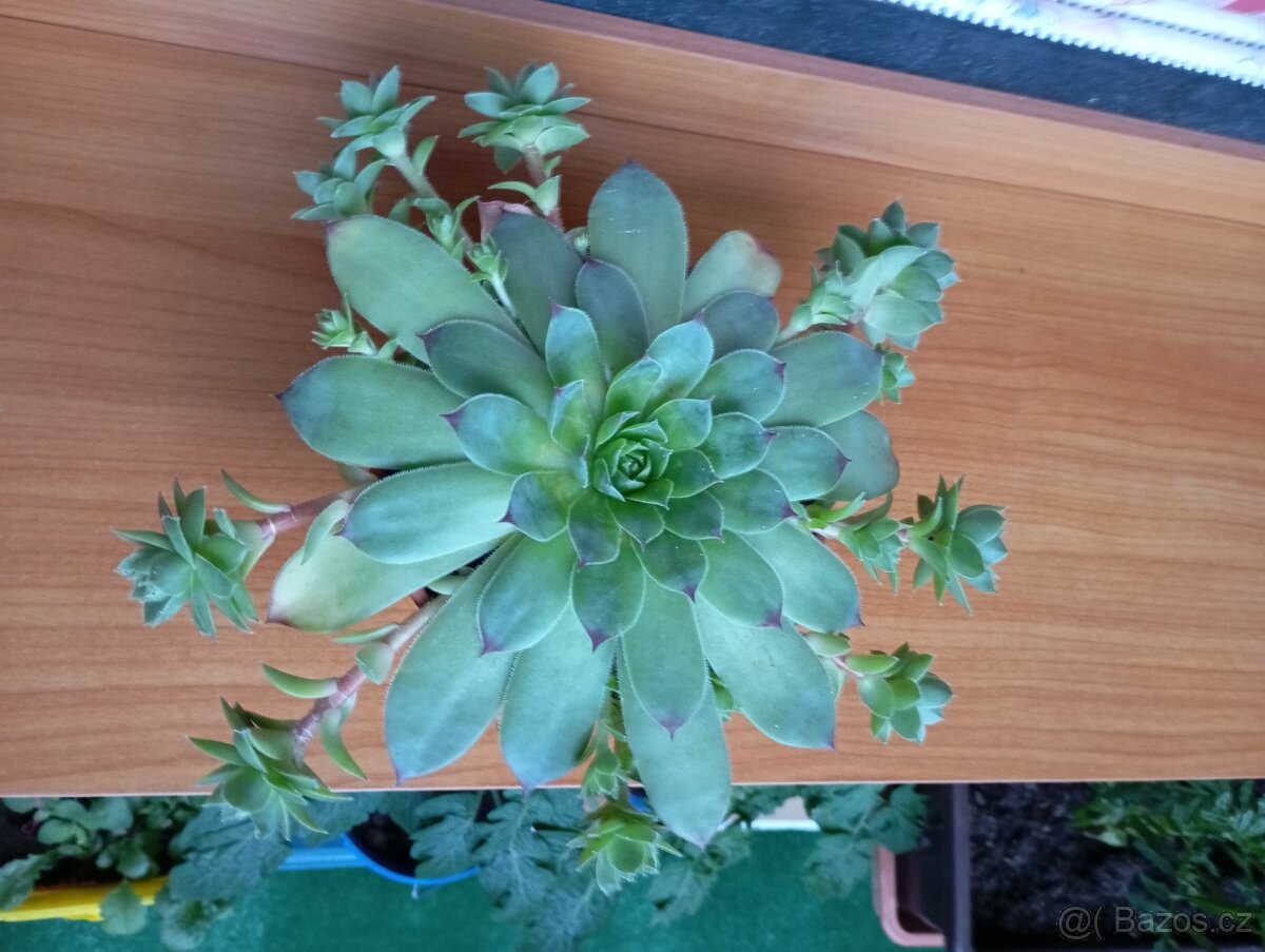 sazenice netřesků 5kč za kus,držáky na truhlíky,ačokča semen - 8