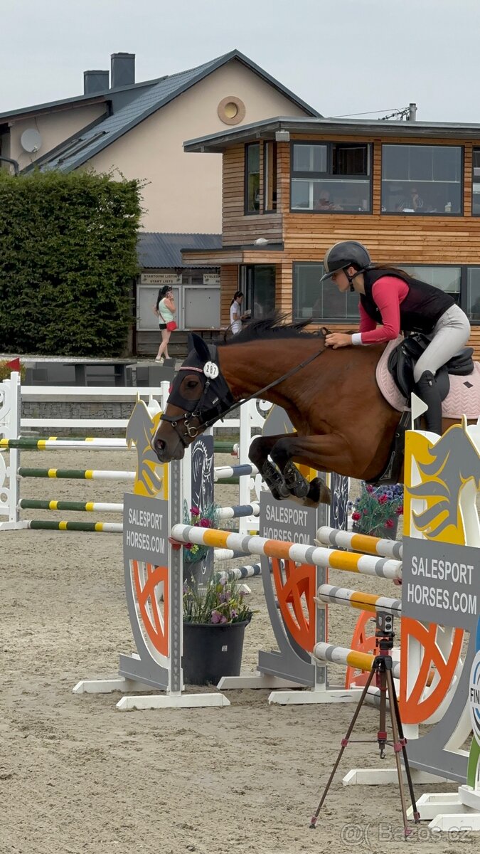 Kobyla do chovu a sportu - 8