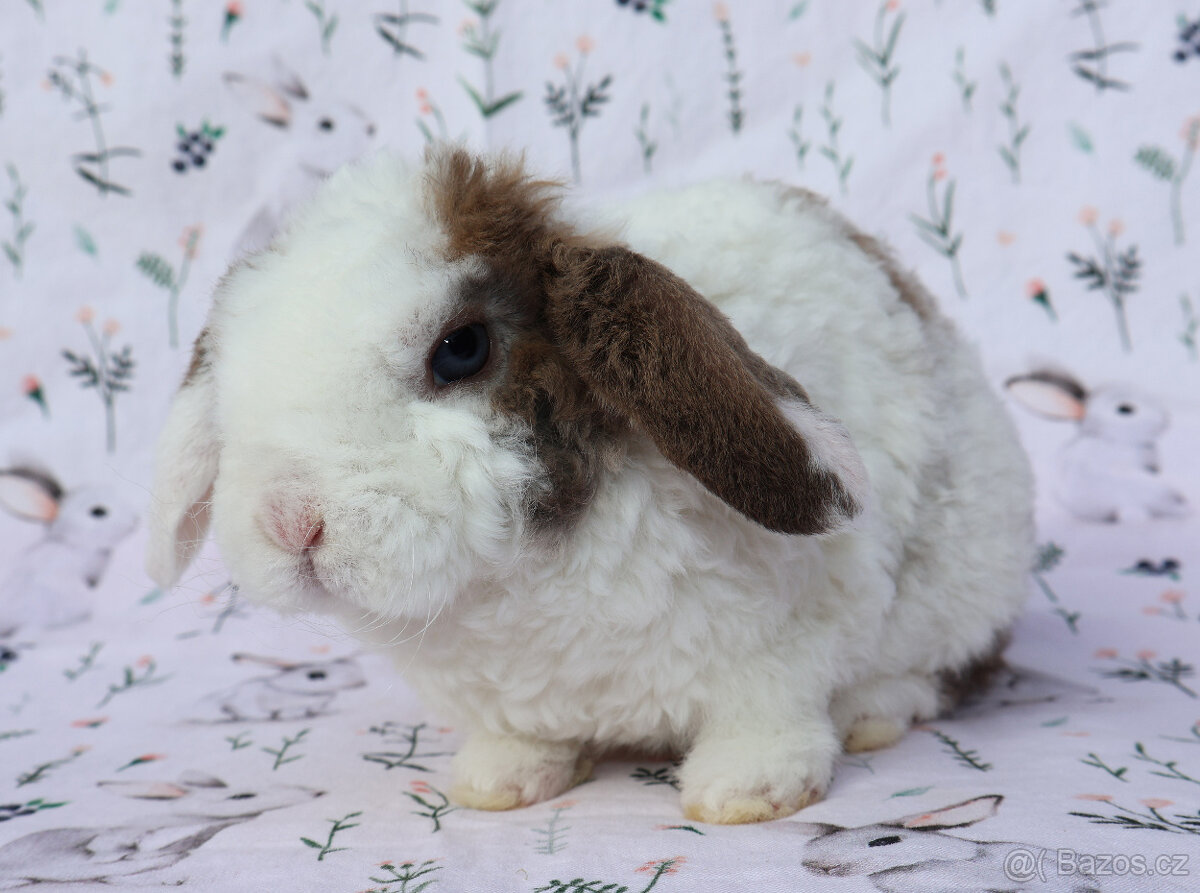 Zakrslý rex beránek maličký sameček - 8