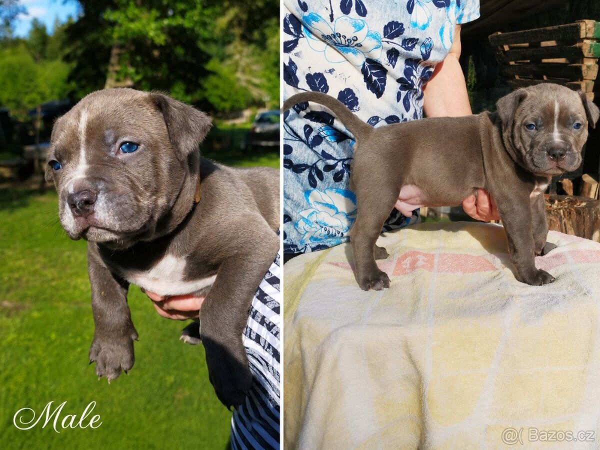 American bully XL - 8