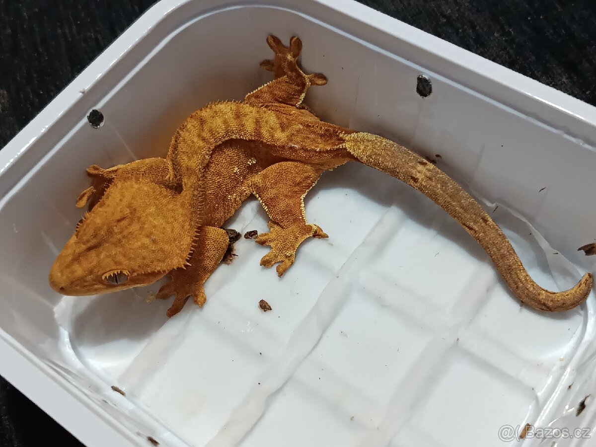 Pagekon řasnatý 1/3 - 8