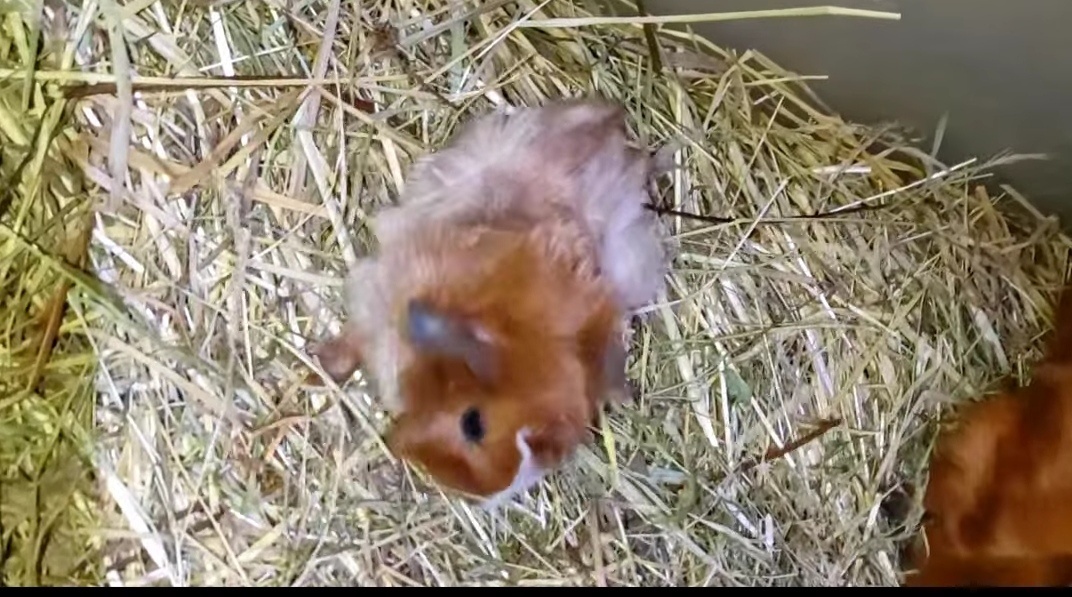 Morčata, morče, morčátka kluci i holky - 8