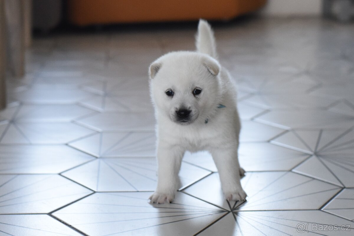 Kishu Inu štěňata s PP FCI - odběr na Vánoce - 8