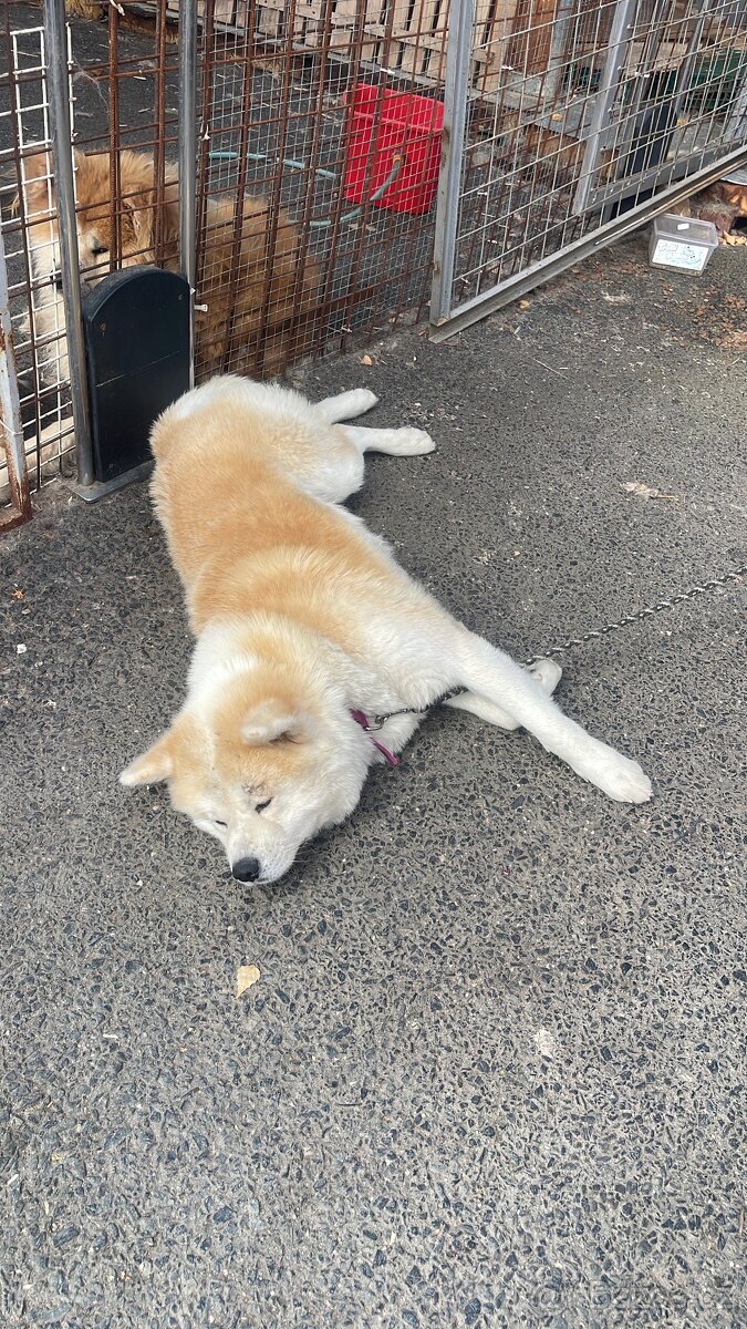 Štěňata Akita inu - 8