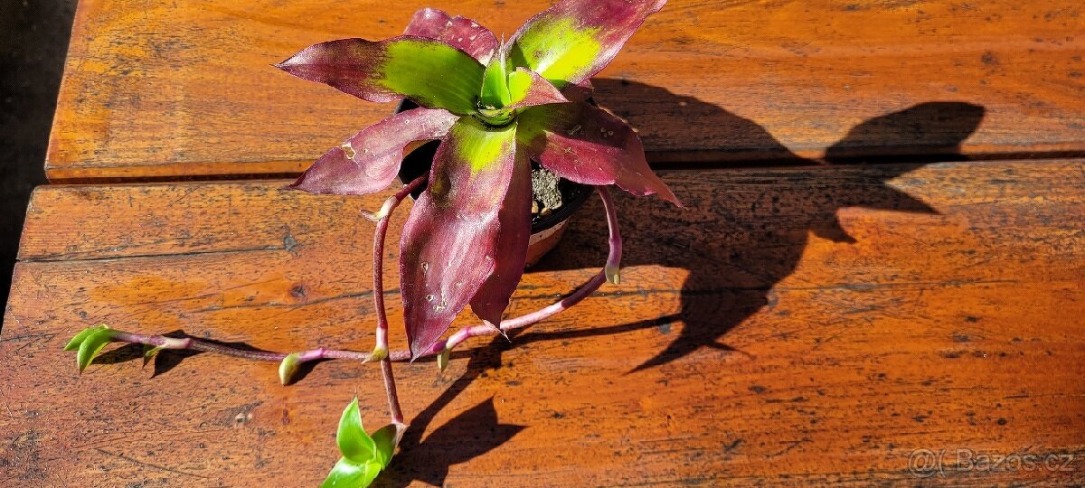 Trvalky, pokojovky - 8