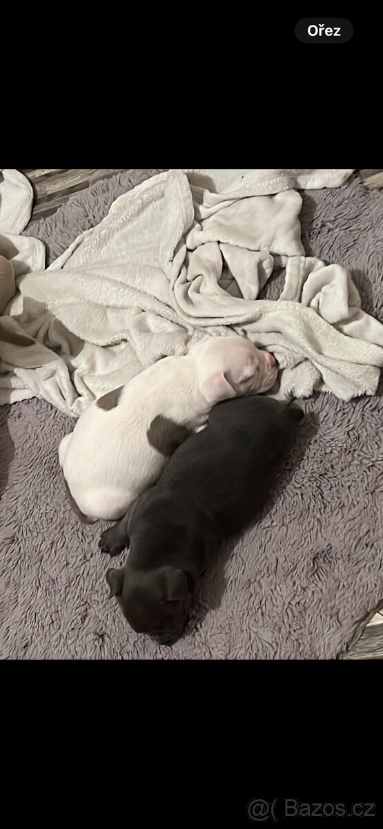 American bully pocket - 8