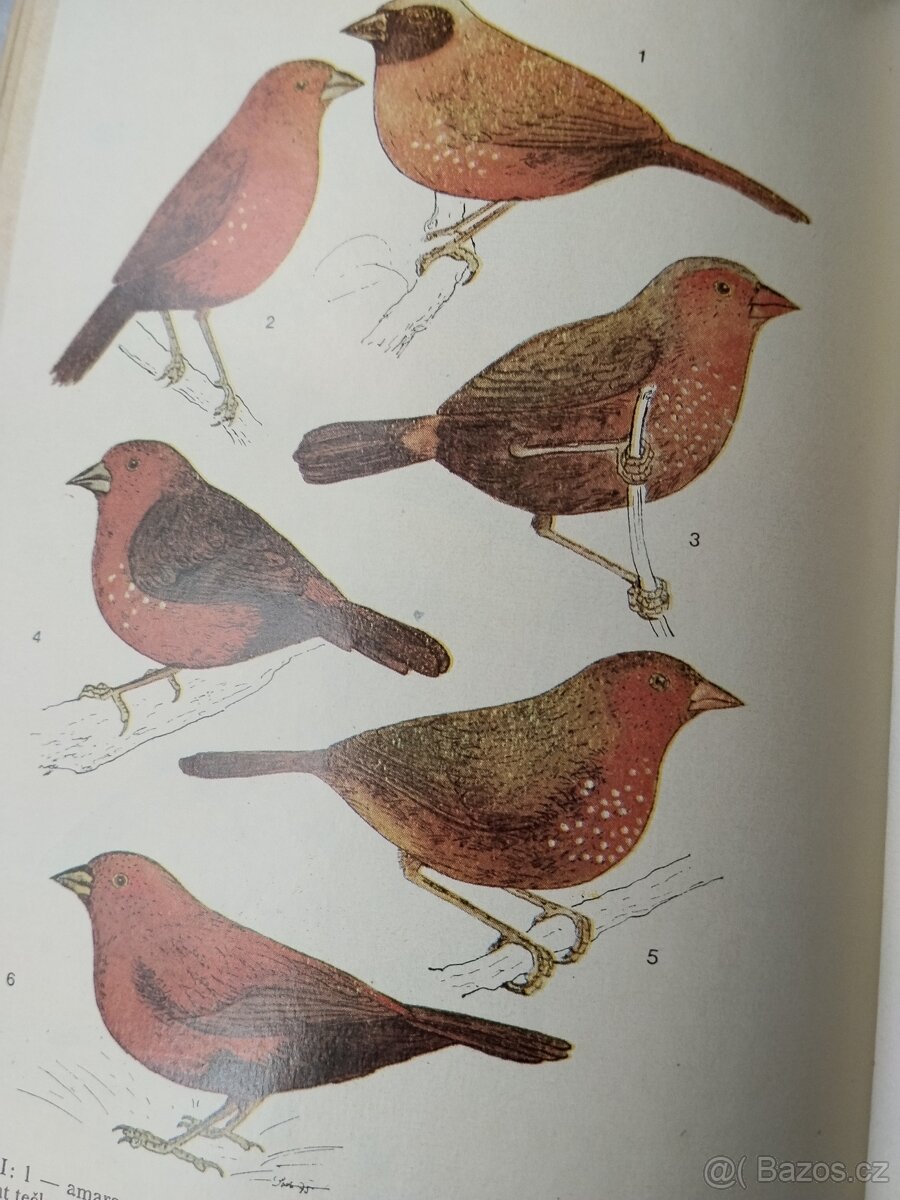 Chovatelská příručka/ droboť, stará kniha - 8