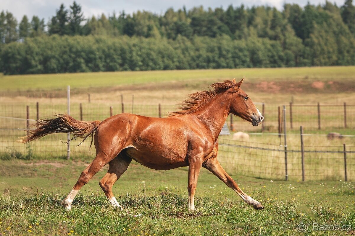 Klisna sportovního knabstruppera - 8