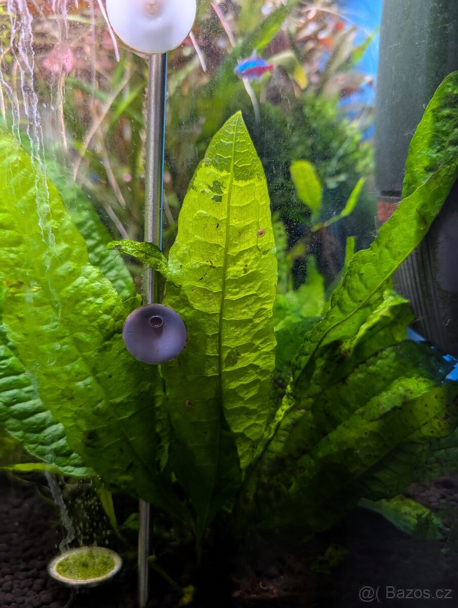 Akvarijní rostlinky - 8