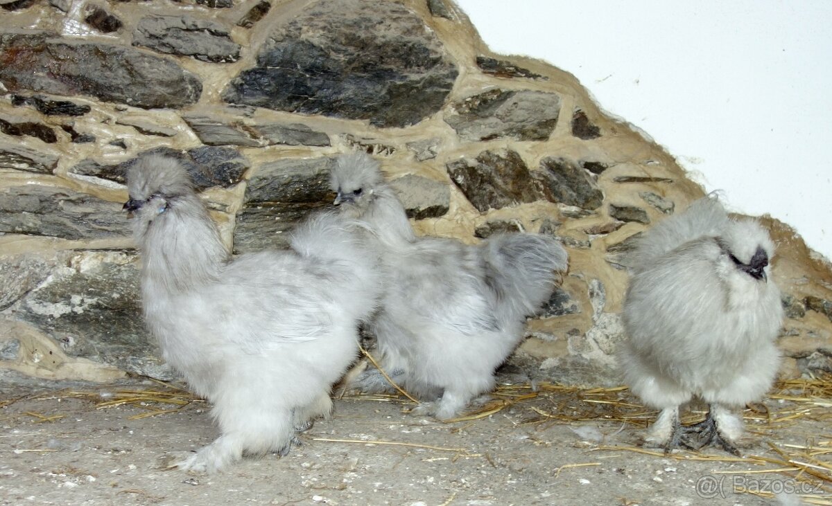 Hedvábnička velká vousatá - EU - 8