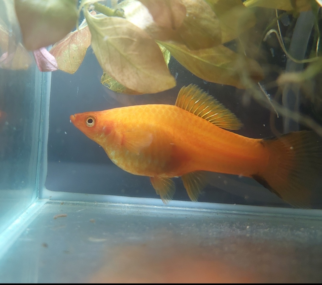 Mečovka Mex. Cometa a panceřníček C. Paleatus - 8