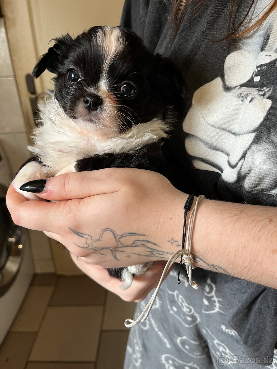 černobílá holčička s PP FCI - 8