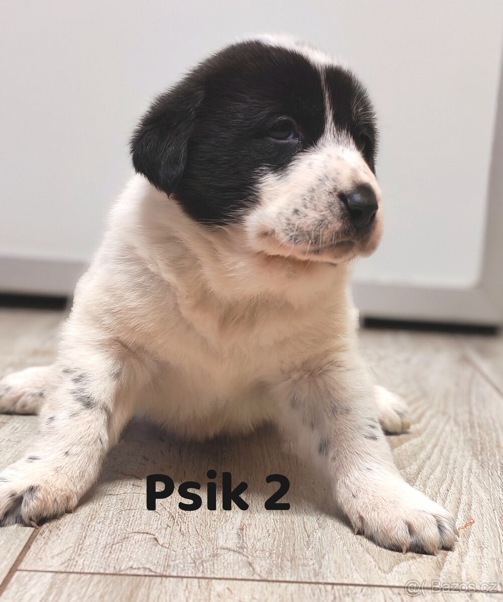 středoasijský pastevecký pes - 8