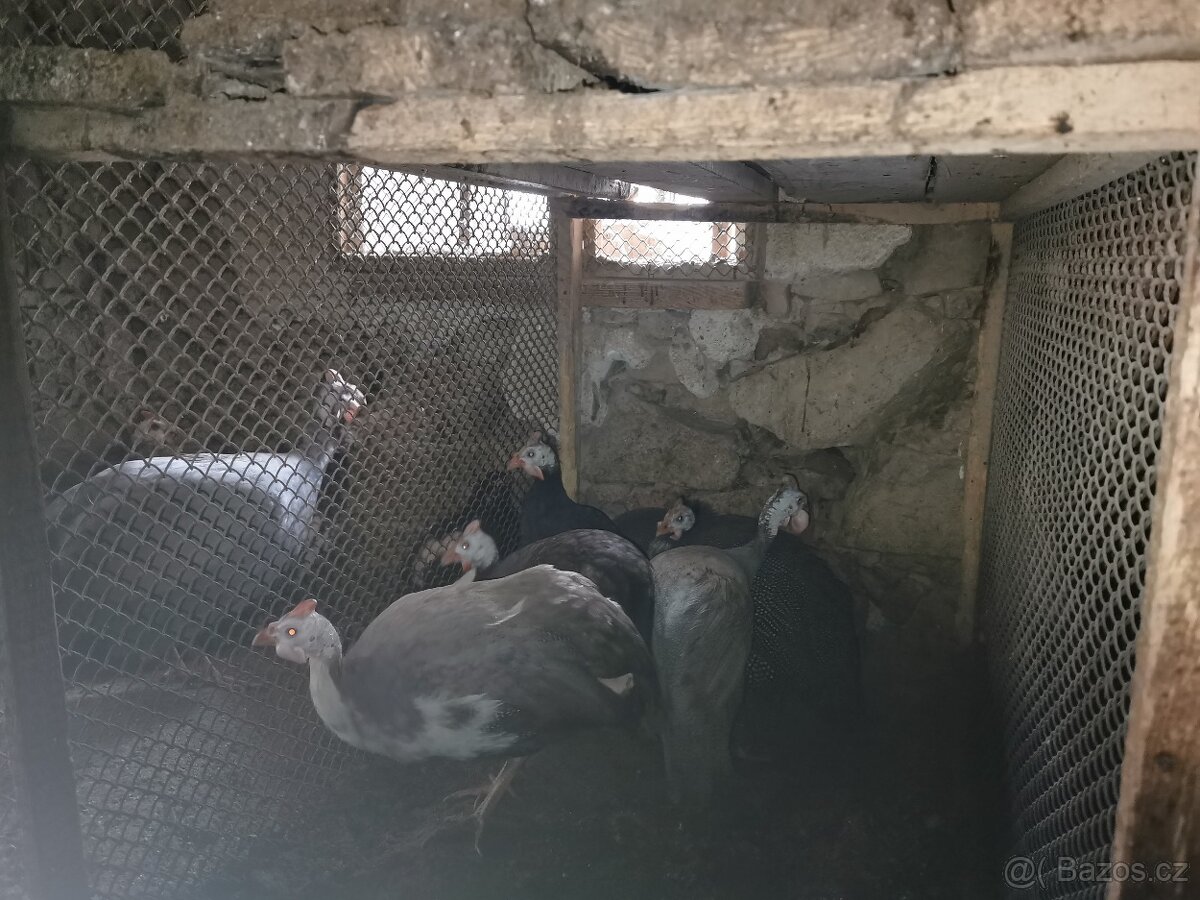 Slepice perličky, holubi - 8