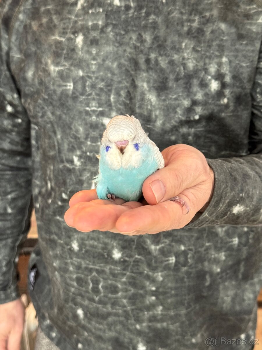 Andulky krotké a ochočené - 8