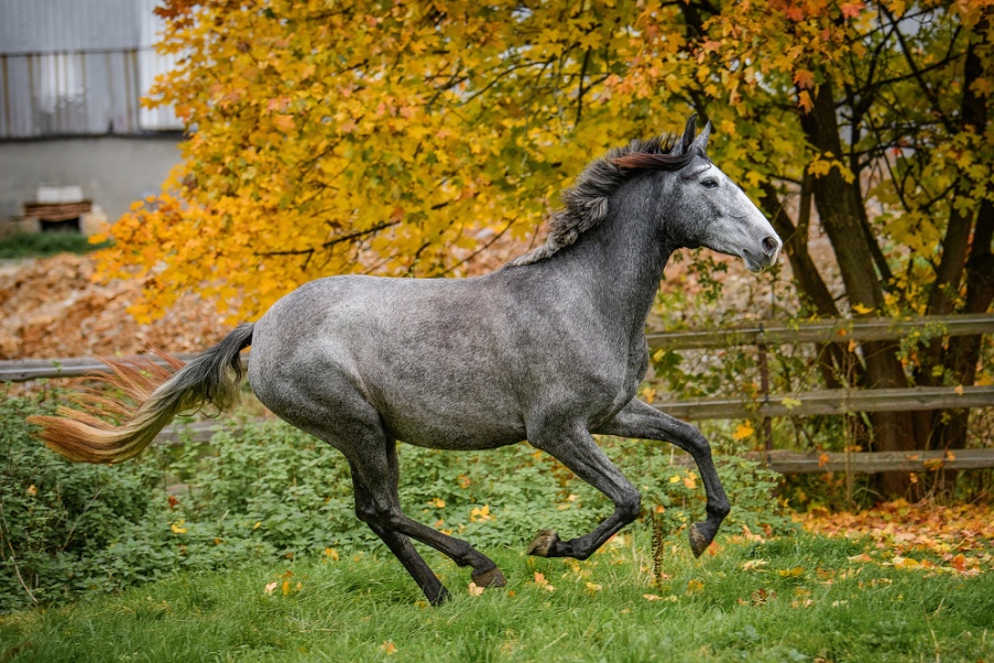 Lusitano charakterní klisna - 8
