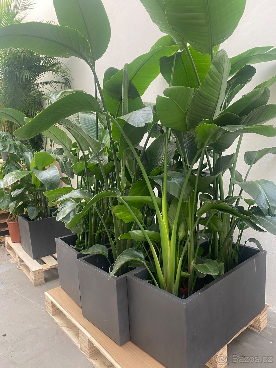 Velky set kytek 24ks DOVOZ ZDARMA - 8