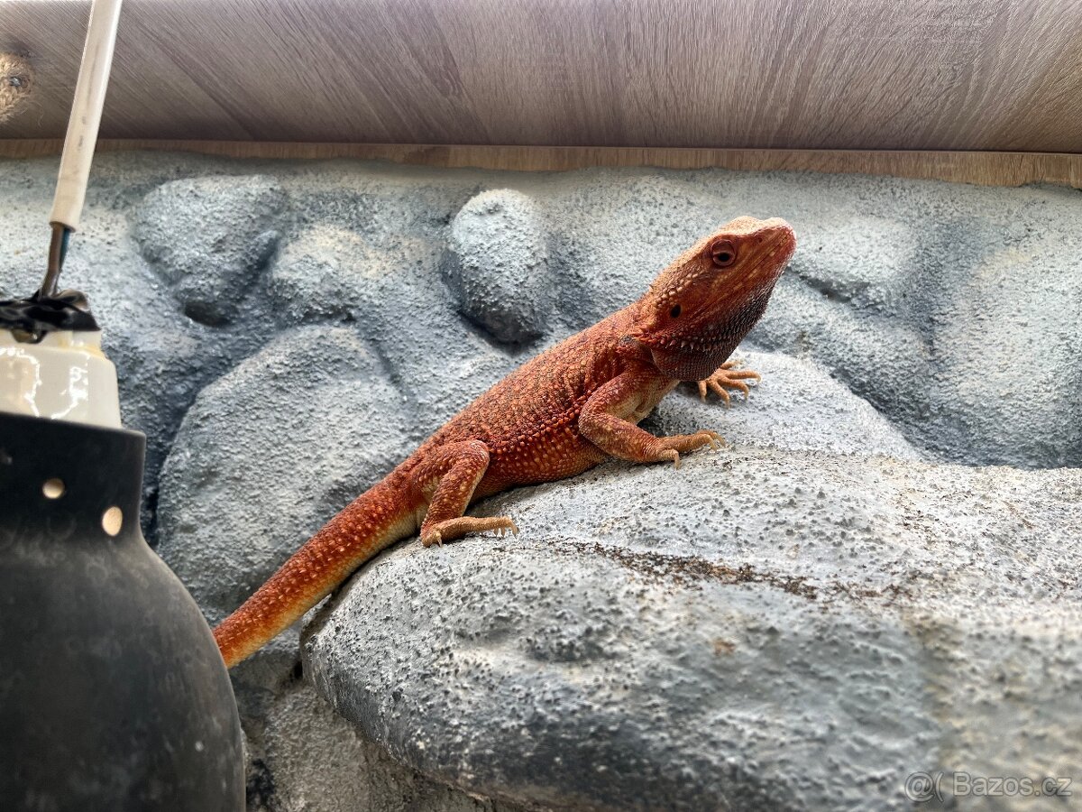 Terárium 143 x 73 x 74 cm - 8