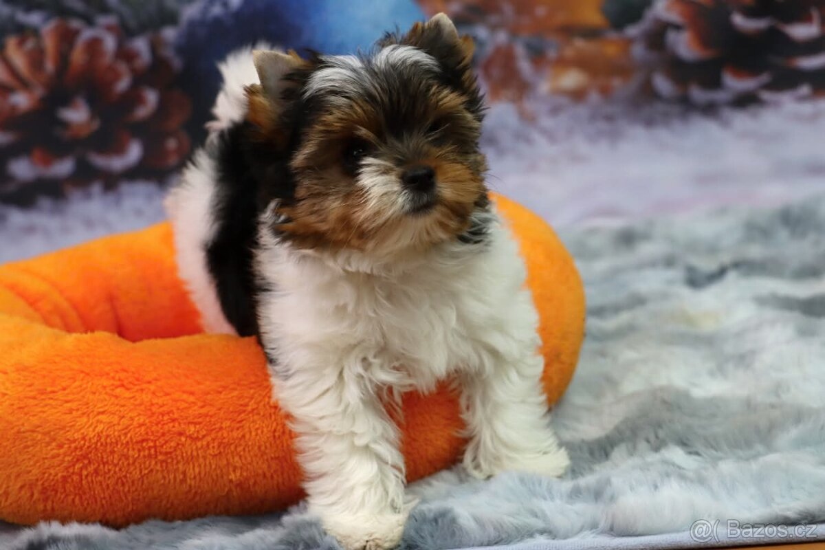 Biewer terriér jorkšírský - 8