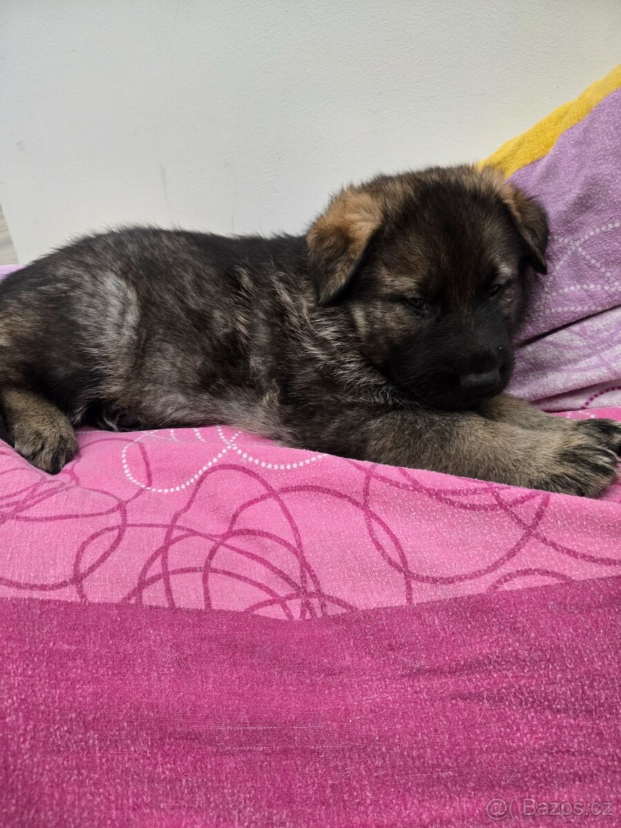 Německý ovčák - 8