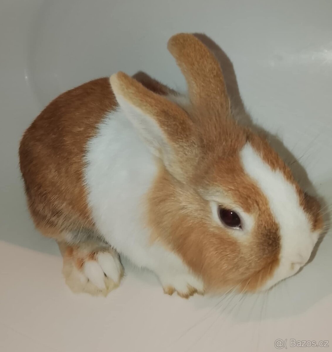Zakrslý králíček bez PP sameček Gimmy - 8