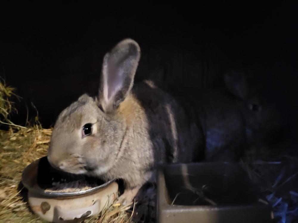 králíci vesnická křižovatka - 8