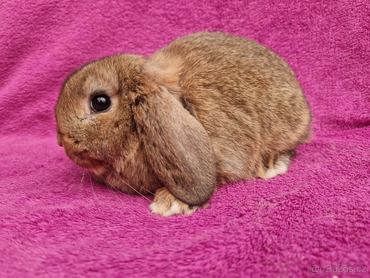 Zakrslý beránek samička - 8