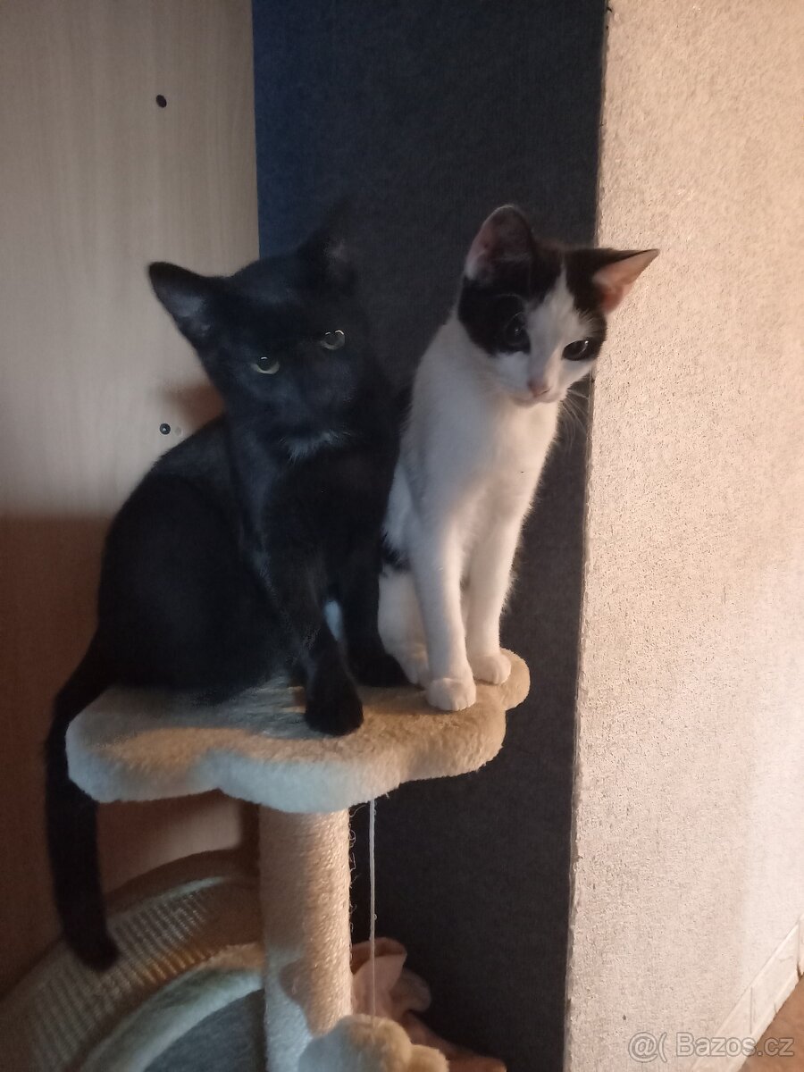 Darujeme kočičky do dobrých rukou - 8