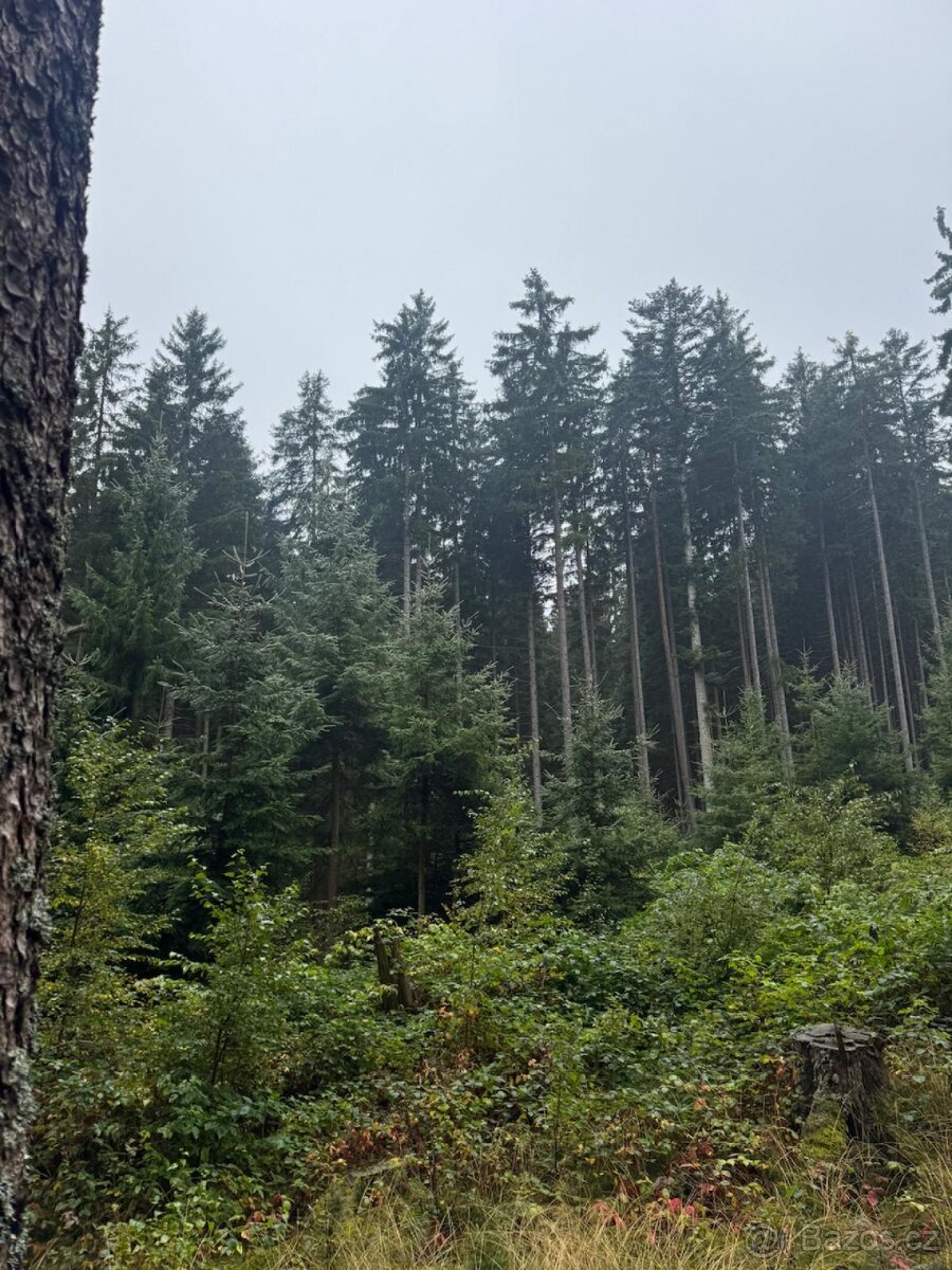 Prodám lesní pozemky v k.ú. Nicov - 8