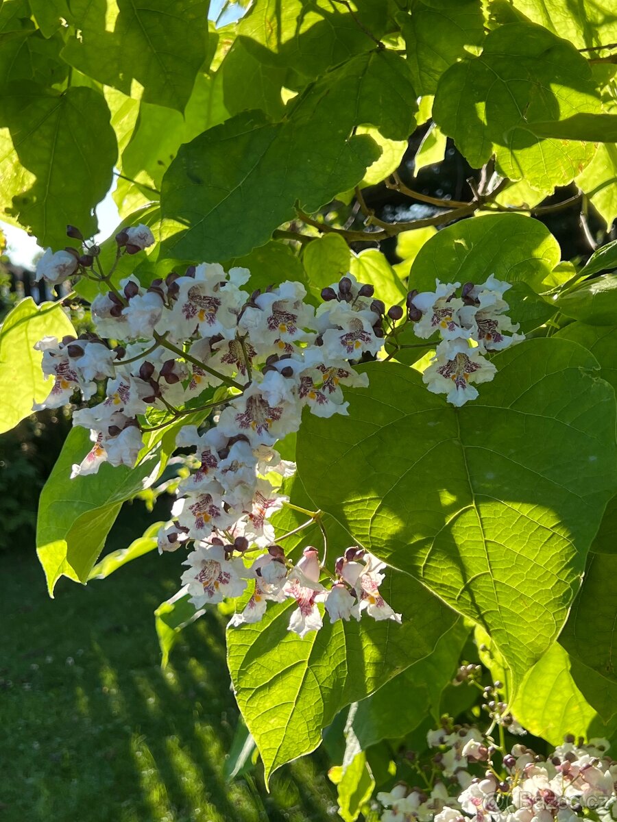 Rostlinky KATALPA královská - 8