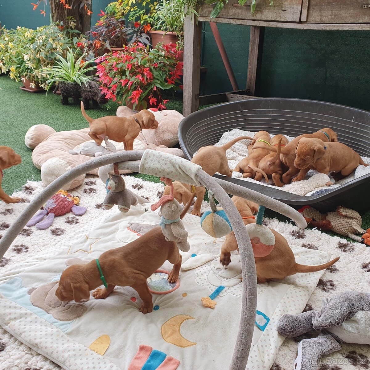 Maďarský ohař krátkosrstý s PP - 8