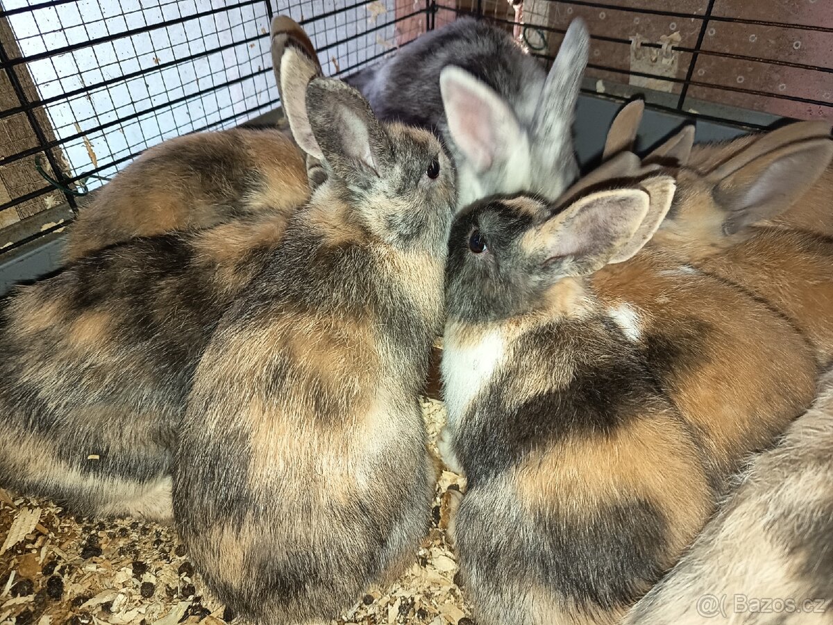 Zakrslý králíček barevný - 8