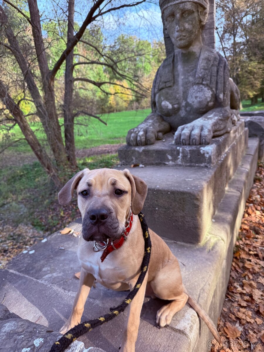 Cane corso s pitbulem - 8