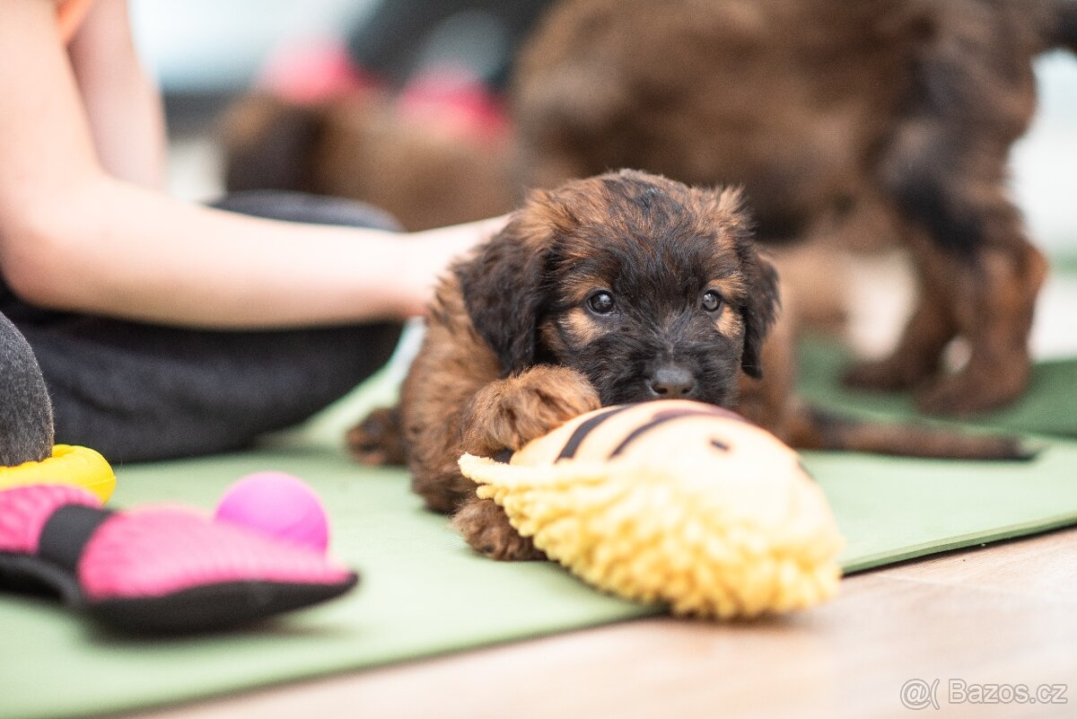 Briard štěňátka s PP - 8