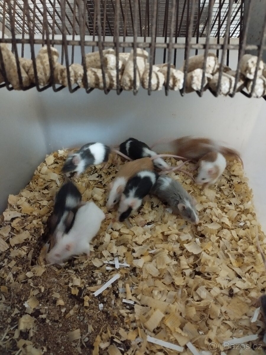 Potkani a barevné myšky - 8