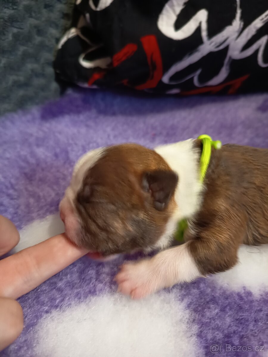 Bostonský teriér colorred - 8