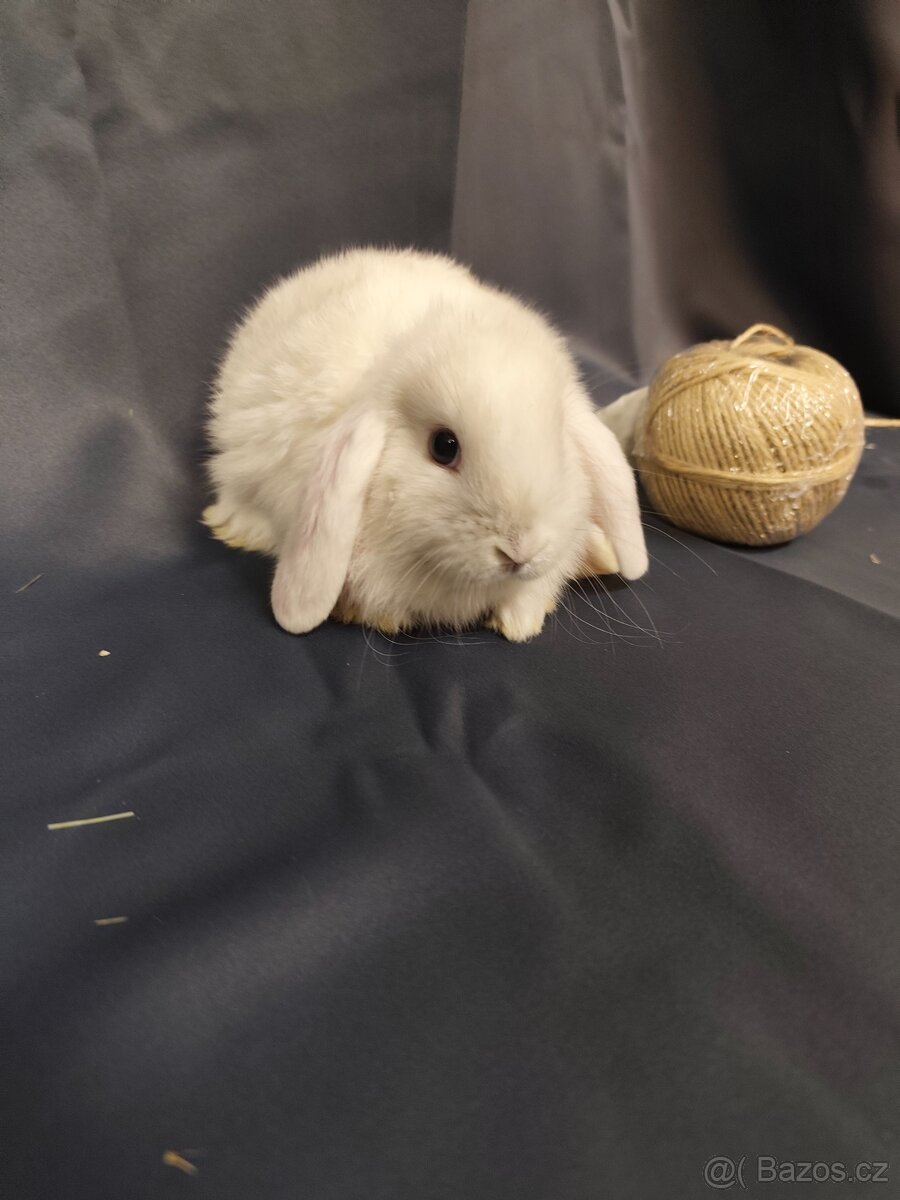 Vymazlení zakrslí králíčci - teddy, minilop, beranek, kratko - 8