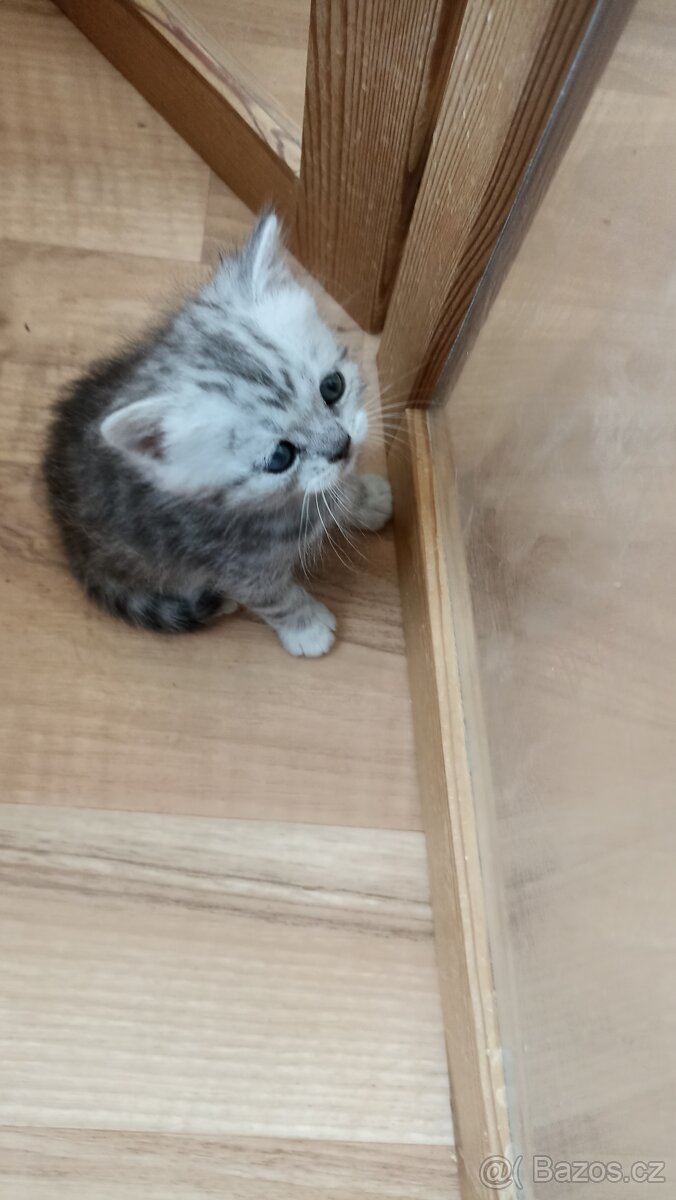 Britský stříbřitý kocourek whiskas s PP - 8