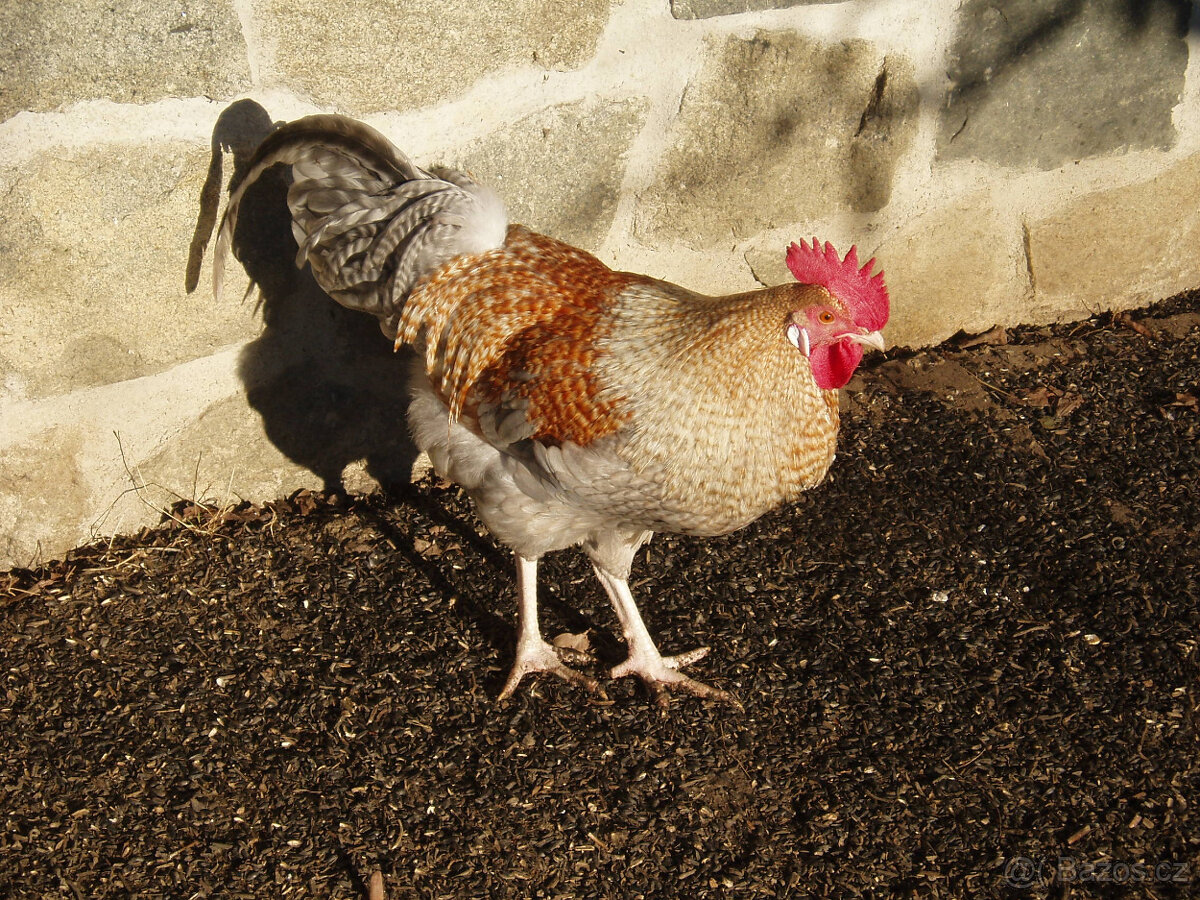 Kohout, kohouti do chovu - 8