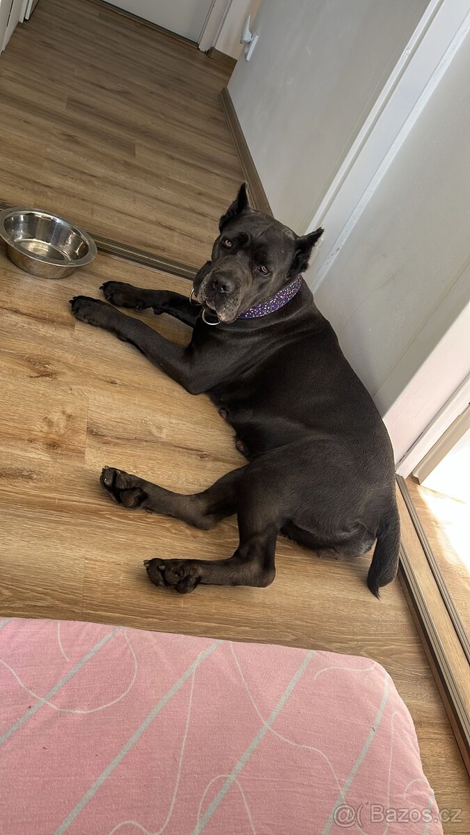 Cane Corso fena s PP - 8