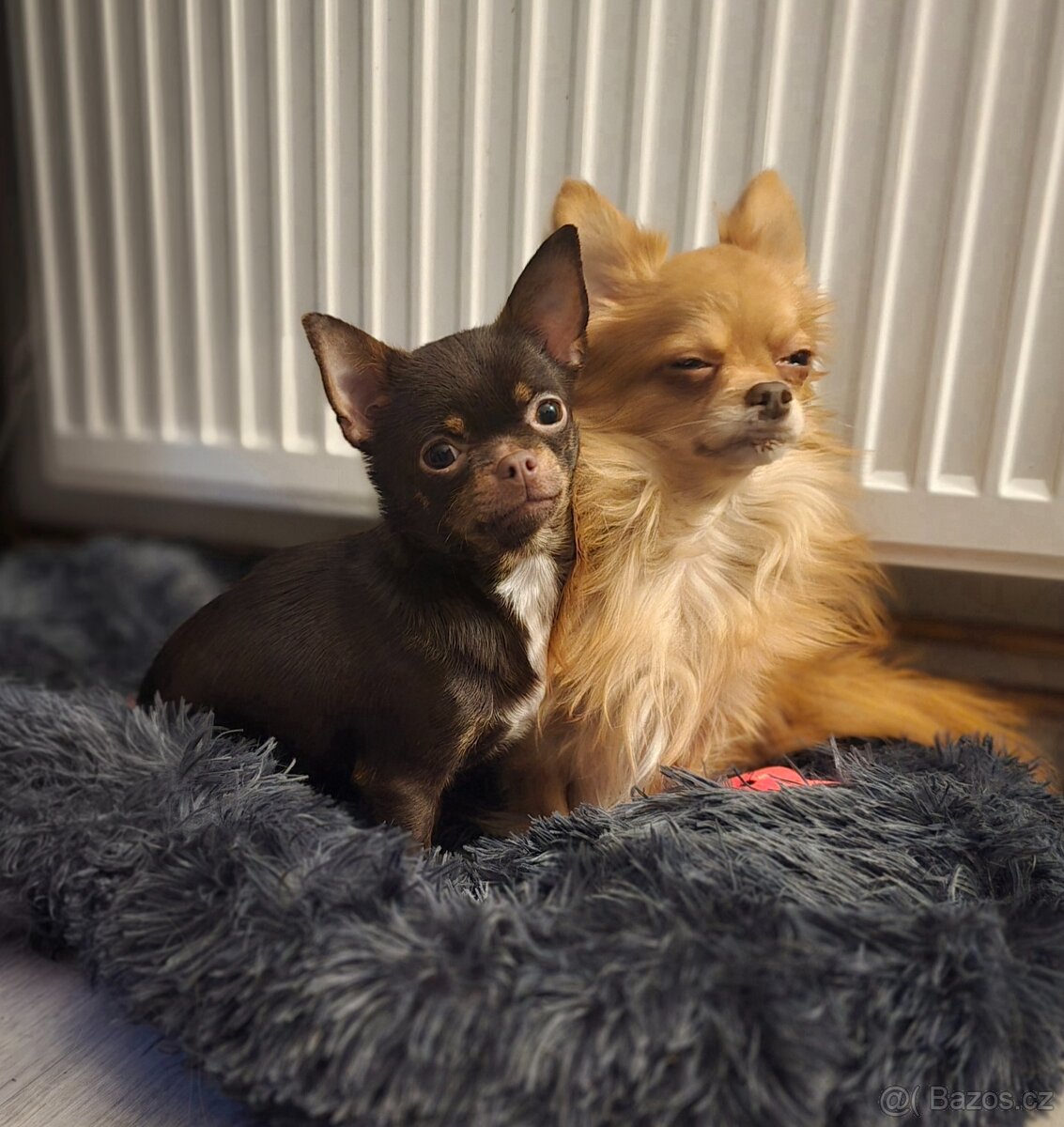 Čivava chlapeček - 8