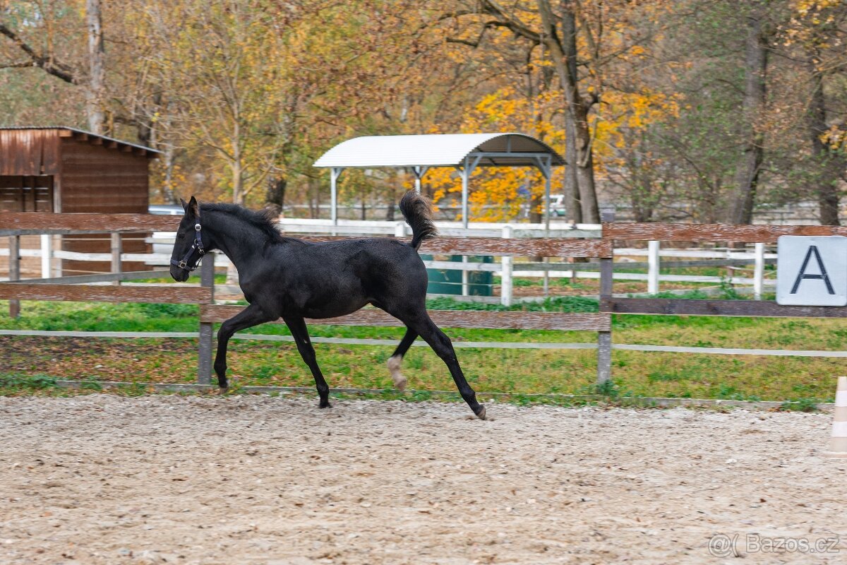 Nádherný hřebeček po Warness ZH - 8