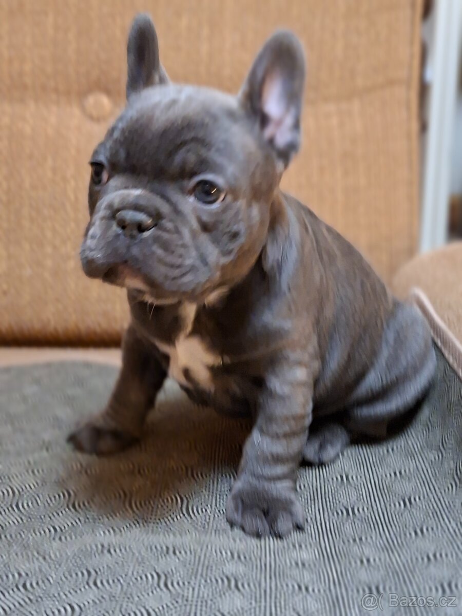 Francouzský buldoček - 8