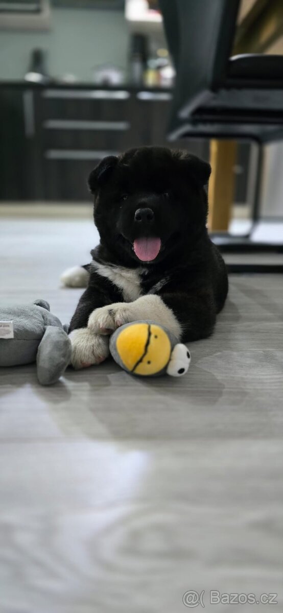 Krytí Americká Akita - 8