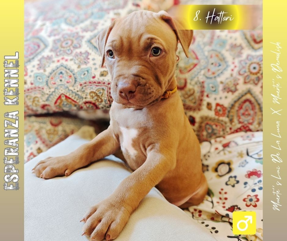 Americký pitbulterier štěňata s PP - 8