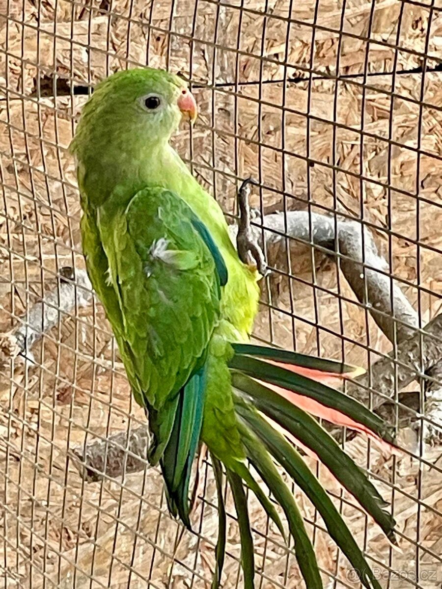 Papoušek Nádherný samice a samec - 8